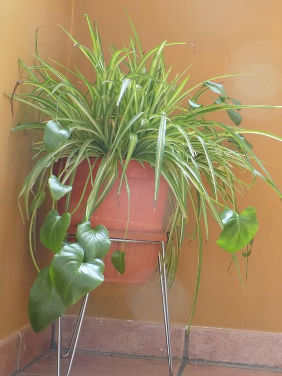 Apartamentos Casa Ferras Valderrobres Zewnętrze zdjęcie